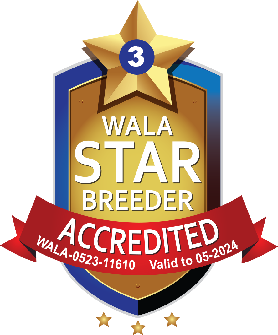 Galaxy Labradoodles is a WALA Star accredited breeder